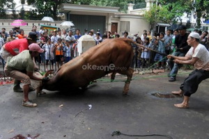 Sapi kurban pemakan...