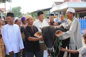 Sapi dari tukang becak...