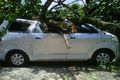 Pohon tumbang timpa...