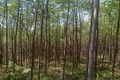 2 hutan konservasi di...