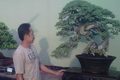 Bonsai bernilai ratusan...