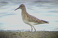 Berburu burung pantai...
