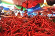 Harga cabai di DKI enggan...