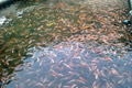 Bangun balai benih ikan,...