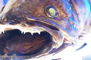 Ikan aneh seberat 200...