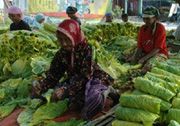 Koperasi tembakau di...