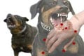 Digigit anjing, 14 kanguru...