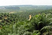 Sektor perkebunan dominasi...