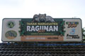 Orangutan gantung diri,...