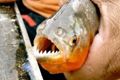 Kerabat ikan Piranha...
