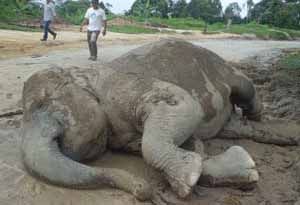 Dibius petugas, gajah...