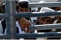 Afghanistan akan bebaskan...