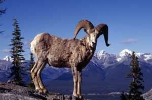 Lagi, seekor kambing...