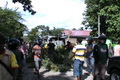 Tertimpa pohon besar,...
