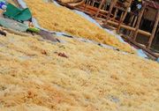 Hilirisasi rumput laut...