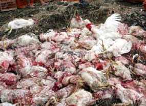 Ratusan unggas di Garut...