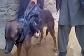Taliban tangkap anjing...