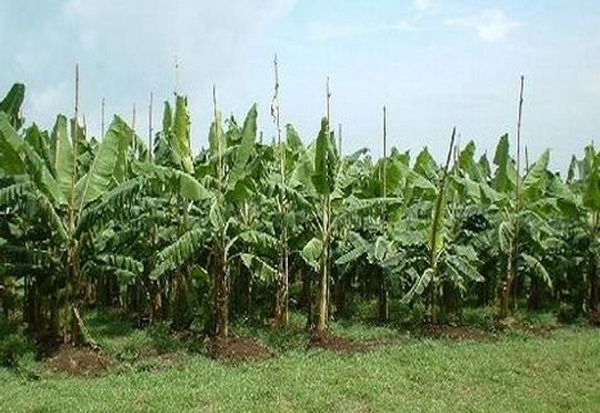 Petani abaka di Manado...
