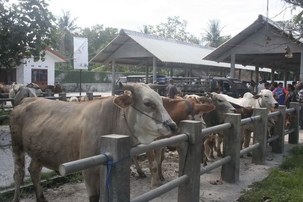 Harga sapi dan kambing...