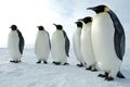 Awal Maret, 6 penguin...