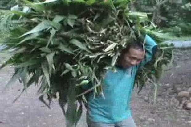 Caleg miskin, buat brosur...