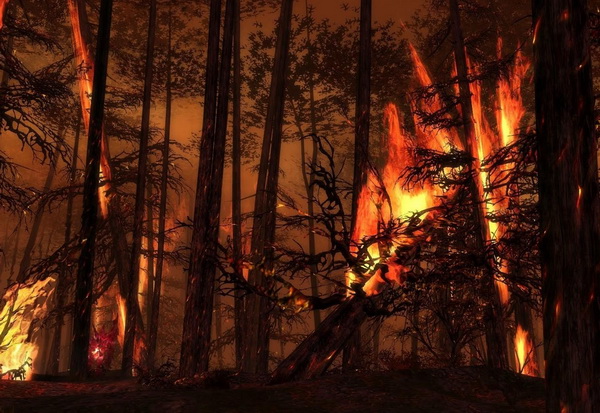 Hutan di Bengkalis terbakar,...