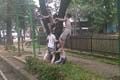 Seniman sindir caleg...