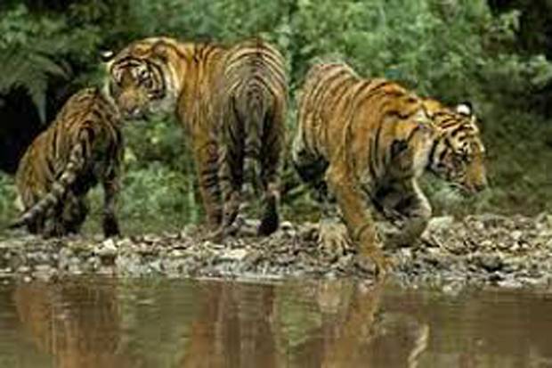 Harimau dahan masuk...