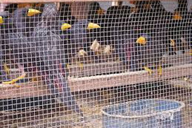 Bawa 457 burung ilegal,...