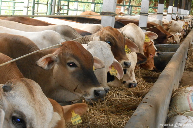 Populasi sapi di Kaltim...