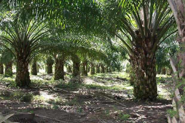 Perkebunan sawit (tidak)...
