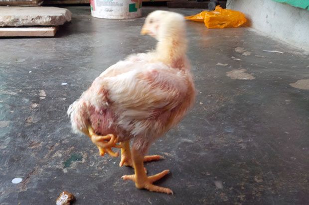 Ayam berkaki empat &...