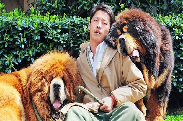 Anak anjing Tibetan...
