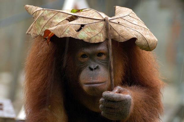 8 orangutan dilepas...
