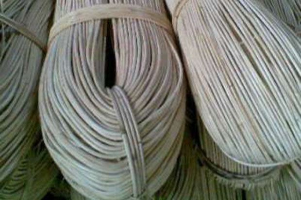 Bawa rotan ilegal ditangkap...