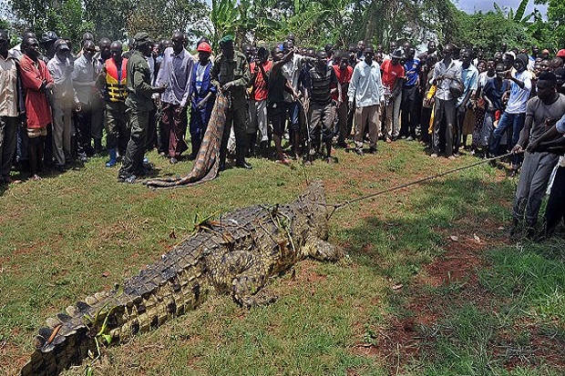 Tewaskan 6 warga Uganda,...