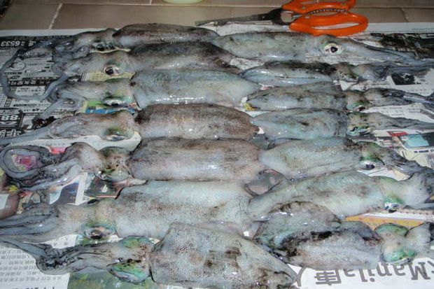 Sotong di pasar Kramatjati...
