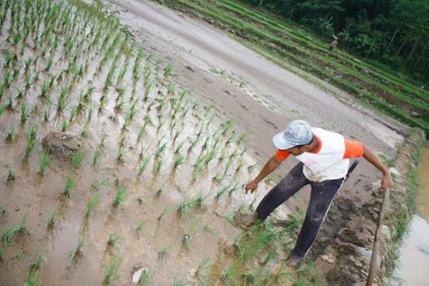 Padi petani di Pakenjeng...