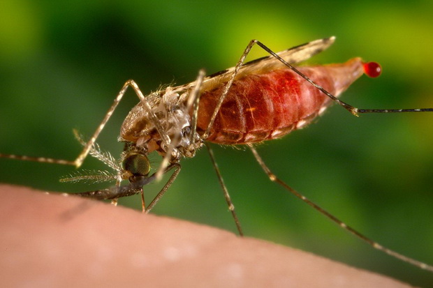 Berantas malaria, Kemenkes...