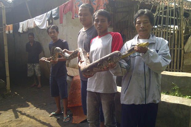 Ular jadi-jadian gegerkan...