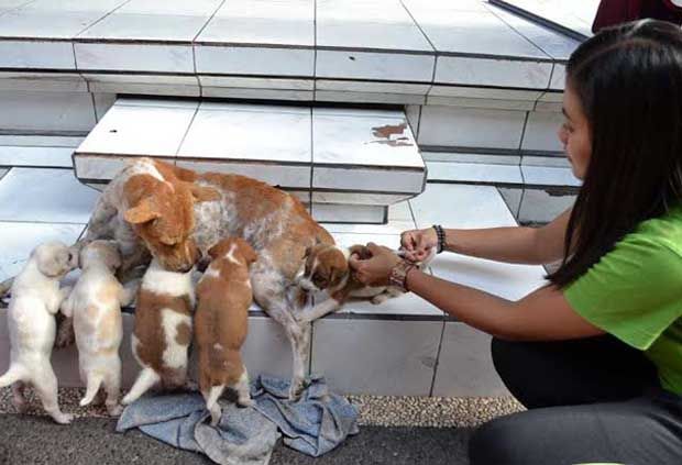 Cegah rabies, anjing...