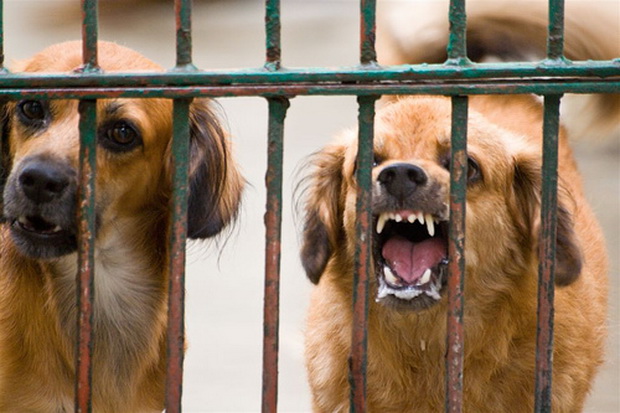 43 anjing rabies tewas...