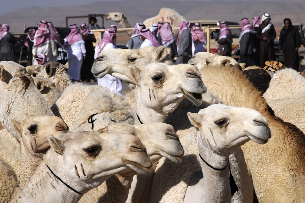 MERS kian ganas di Saudi,...