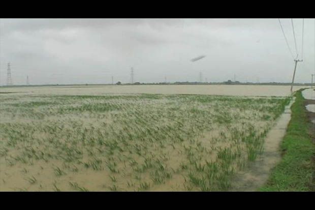 Puluhan Hektar Sawah...