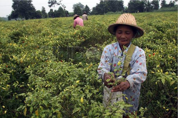 Harga Cabai Terjun Bebas,...