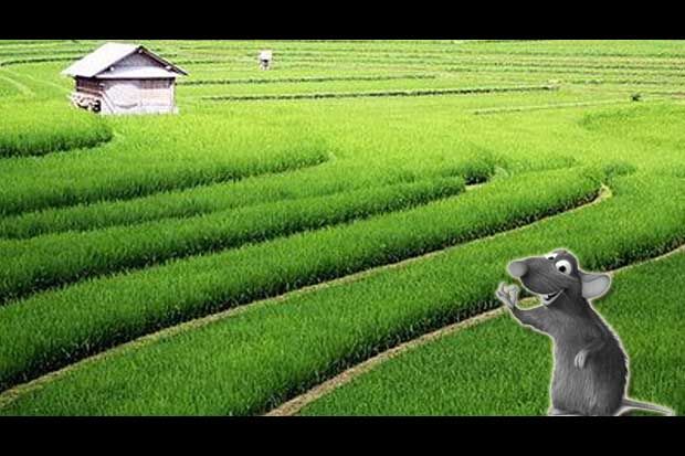 Hama Tikus Serang Tanaman...