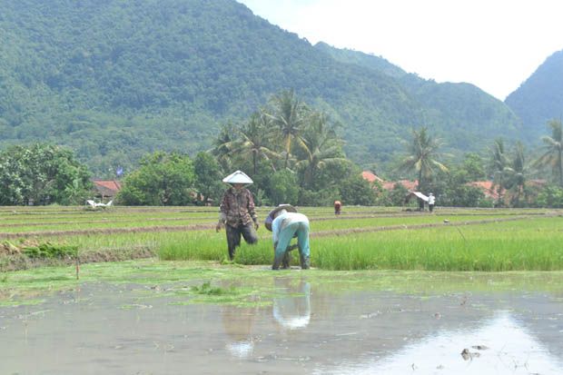 Petani Cirebon Pertanyakan...