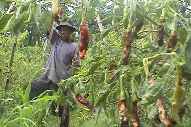 Harga Anjlok, Petani...