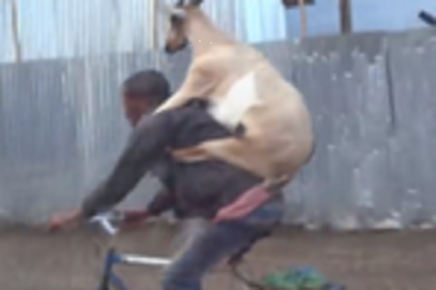 Video Pria Gendong Kambing...
