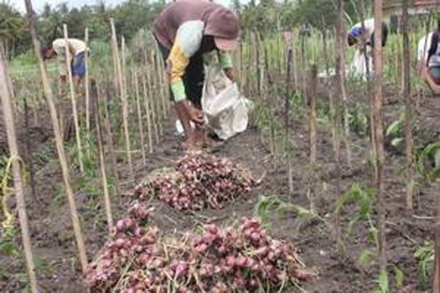 Pasokan Berkurang, Harga...